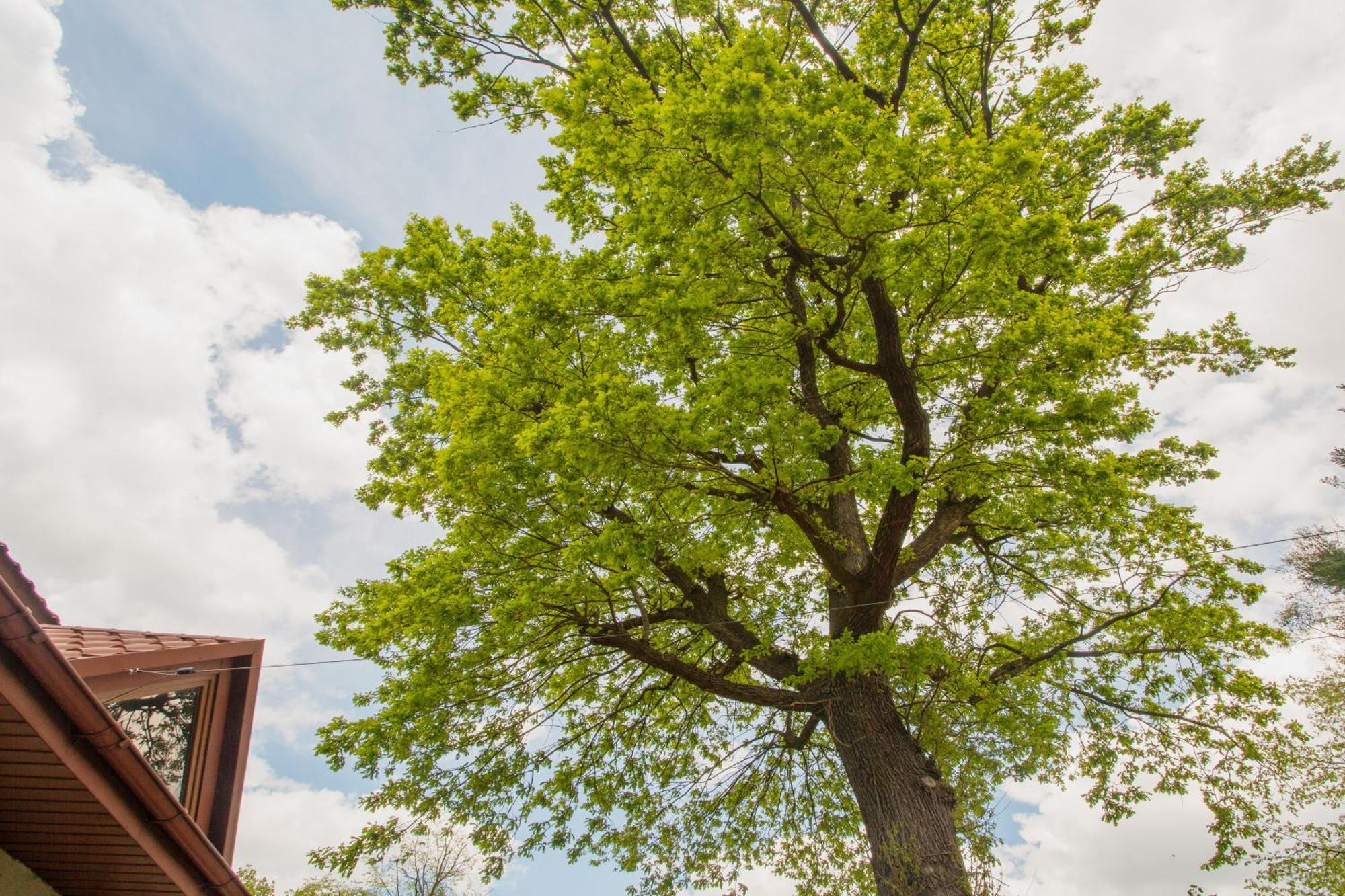 Noclegi Pod Debem U Jakuba Niepołomice Exteriör bild